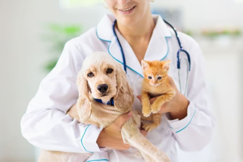 宠物医院猫狗诊所动物护理公司网站架设网站建设网页设计518- 宠物医院猫狗诊所动物护理公司网站架设网站建设网页设计518-