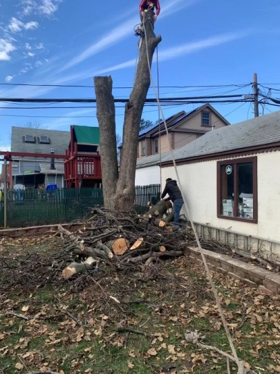 砍树,高树砍树枝,砍树修枝,砍除高粗残树,找八方砍树公司宗师